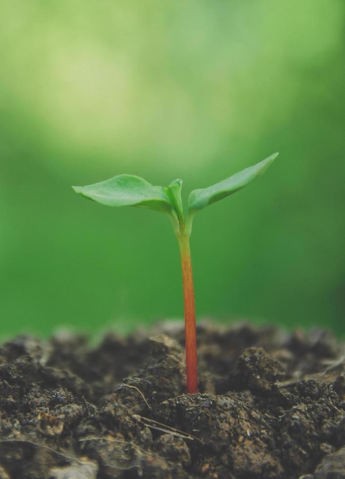 Greenery of young plant and seedling are growing in the soil. photo