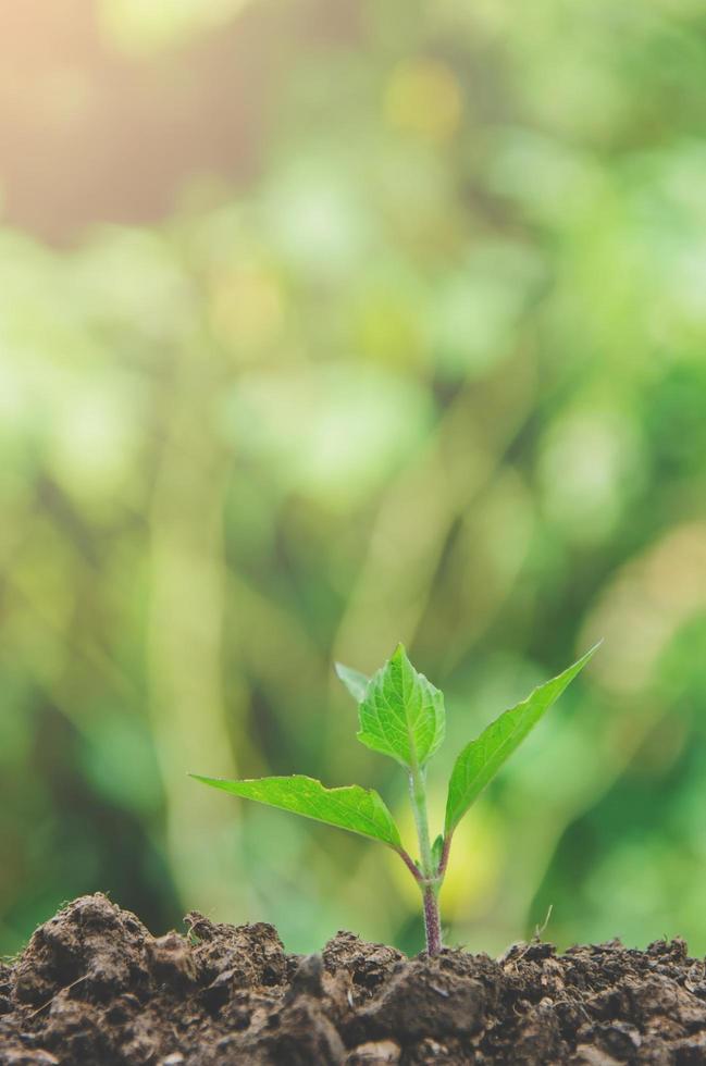 Greenery of young plant and seedling are growing in the soil. photo