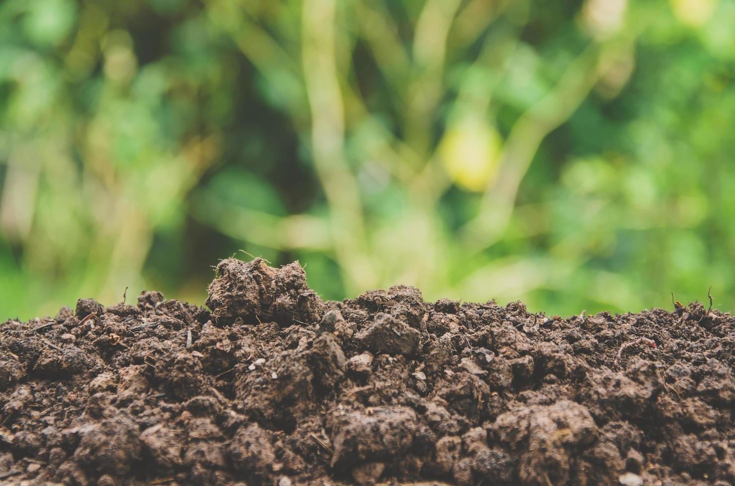 Greenery of young plant and seedling are growing in the soil. photo