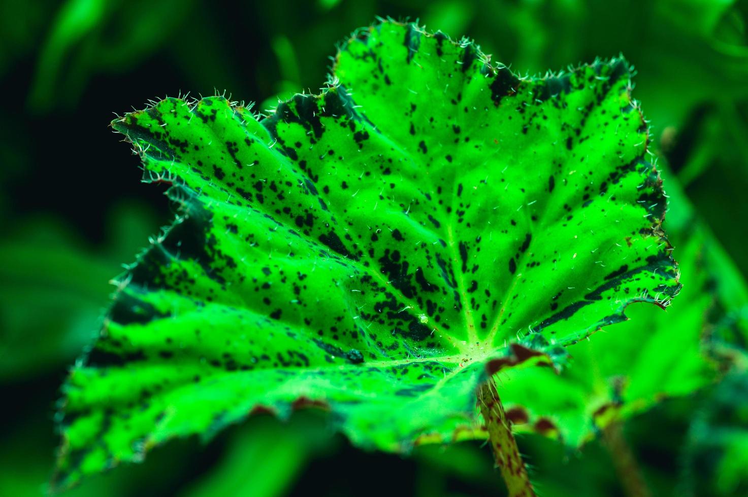 Background green leaves nature love landscape photo