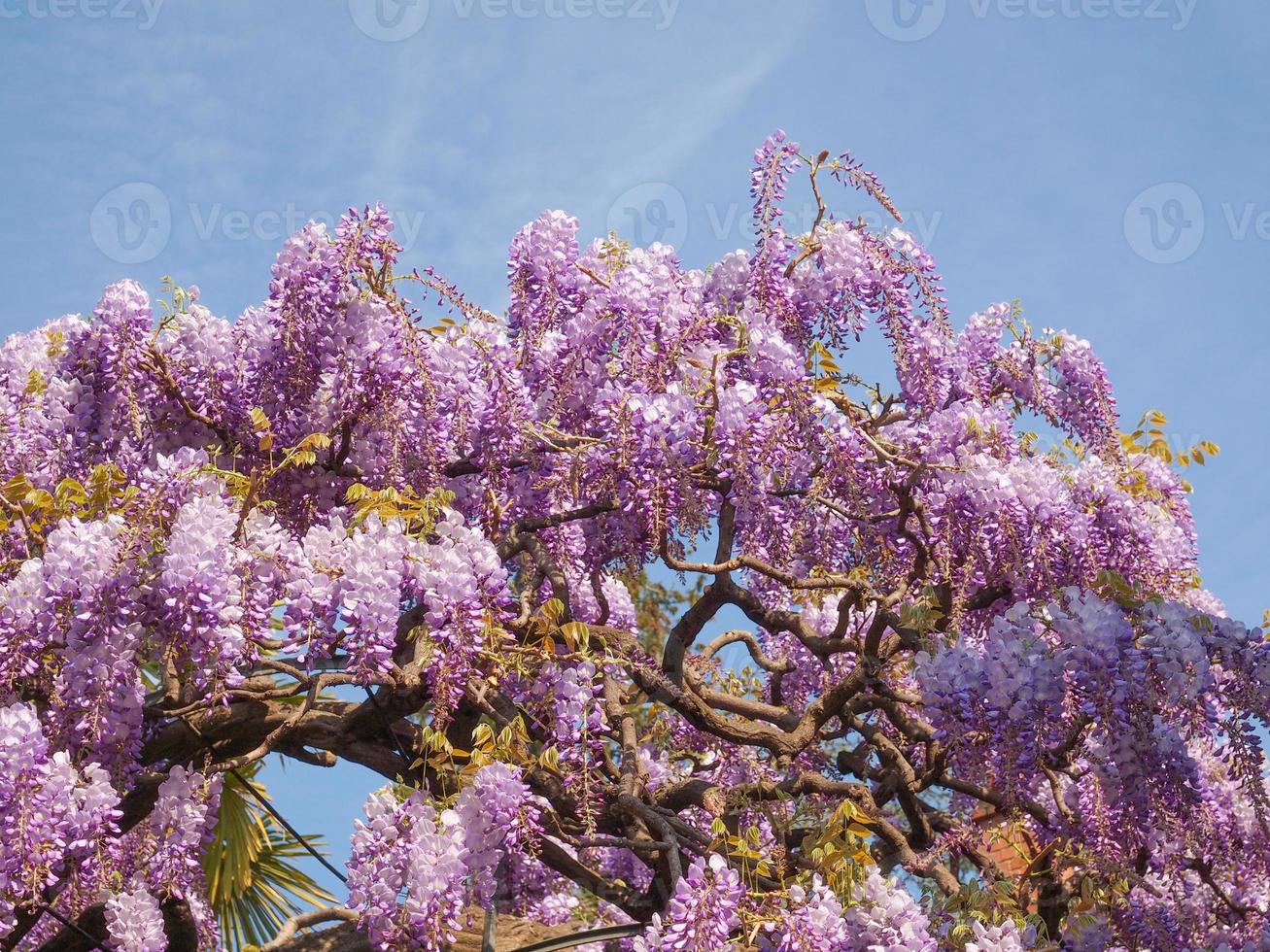 Wisteria violeta también conocida como wistaria o wysteria flores foto