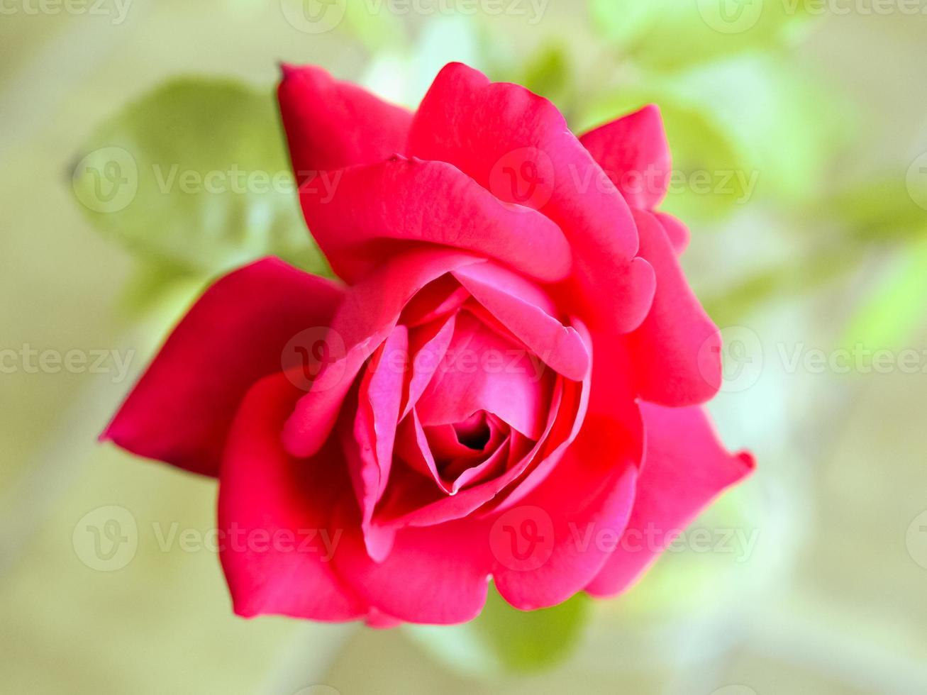 Red rose flower photo