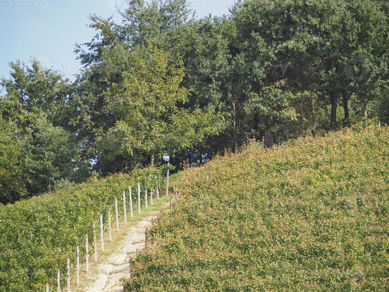 viñedo para la elaboración del vino foto