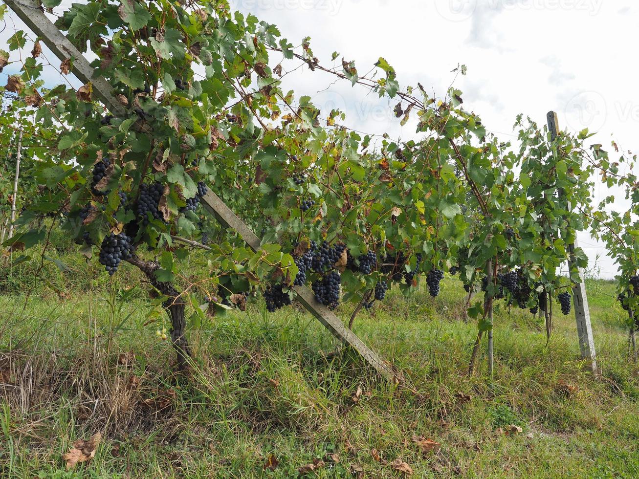 viñedo para la elaboración del vino foto