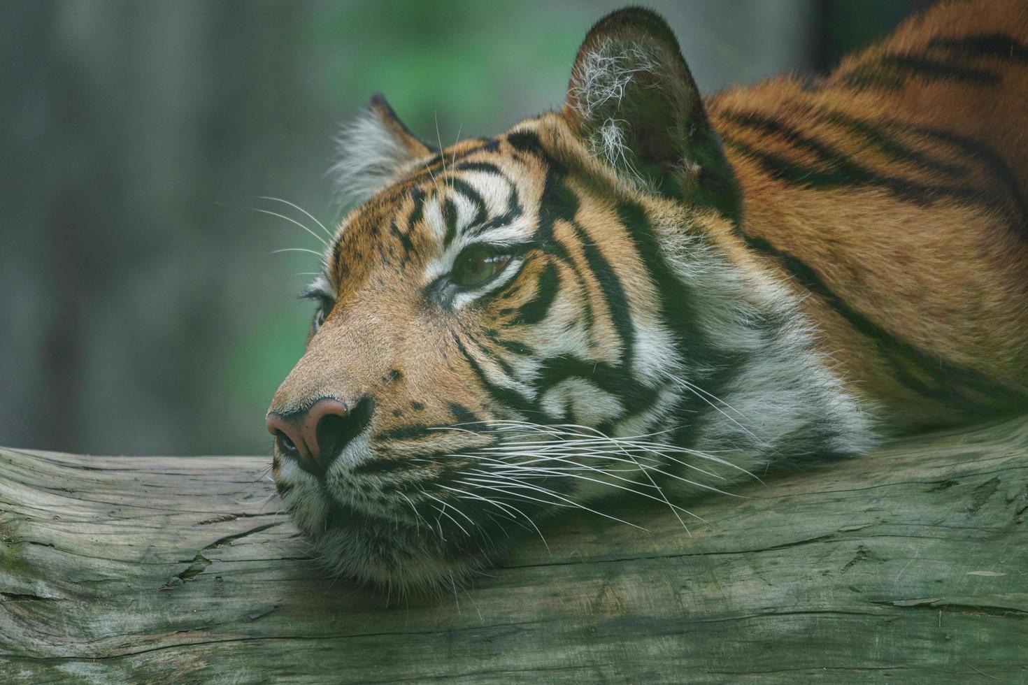 Sumatran tiger on log photo