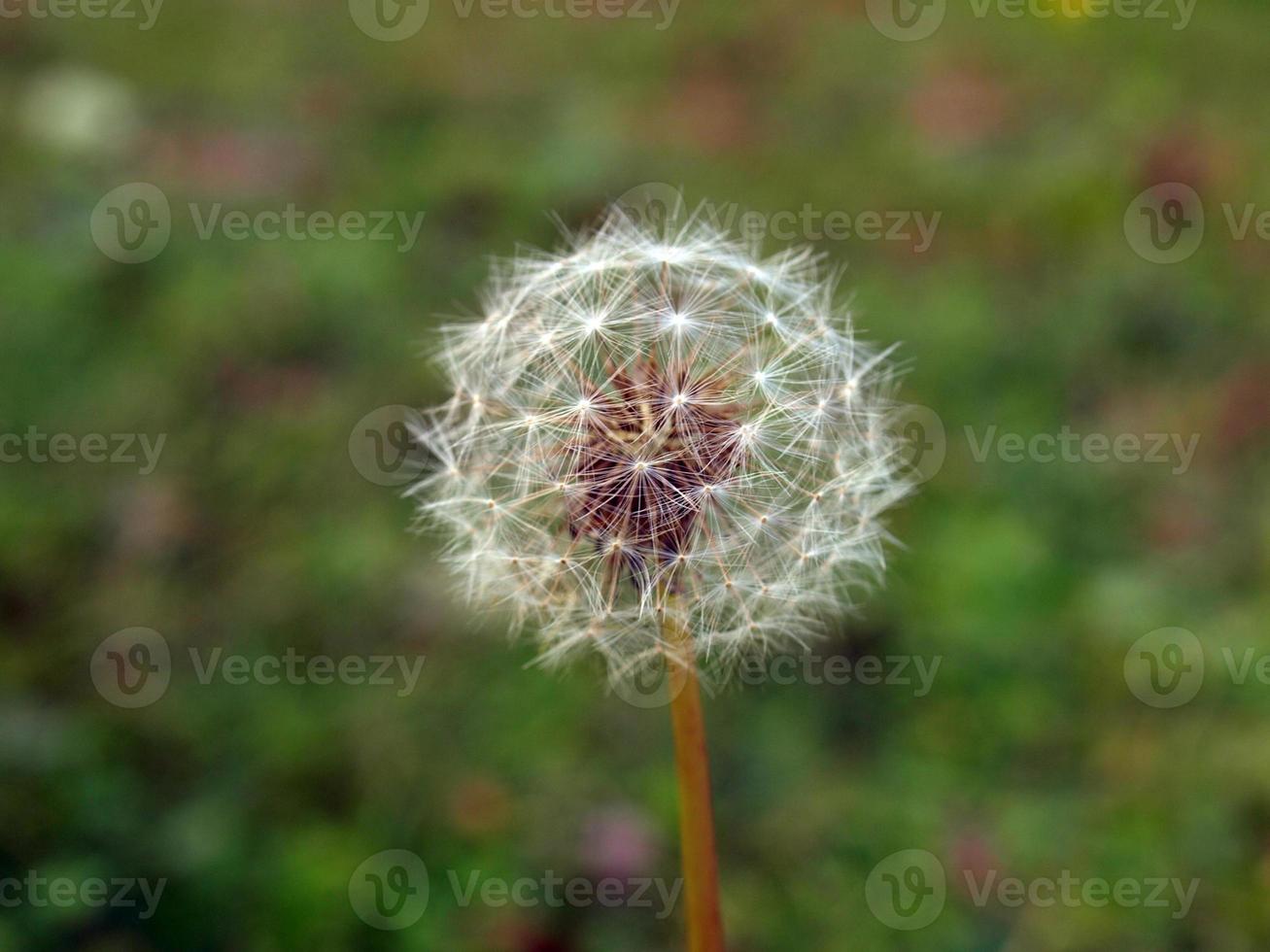 Dandelion plant Taraxacum officinale flower photo