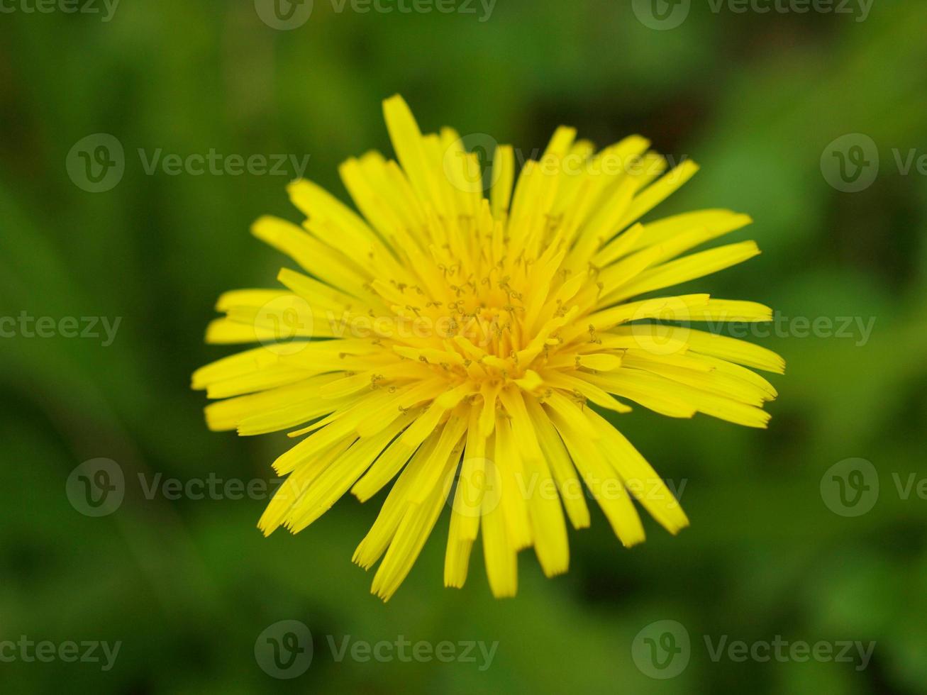 Planta de diente de león taraxacum officinale flor foto