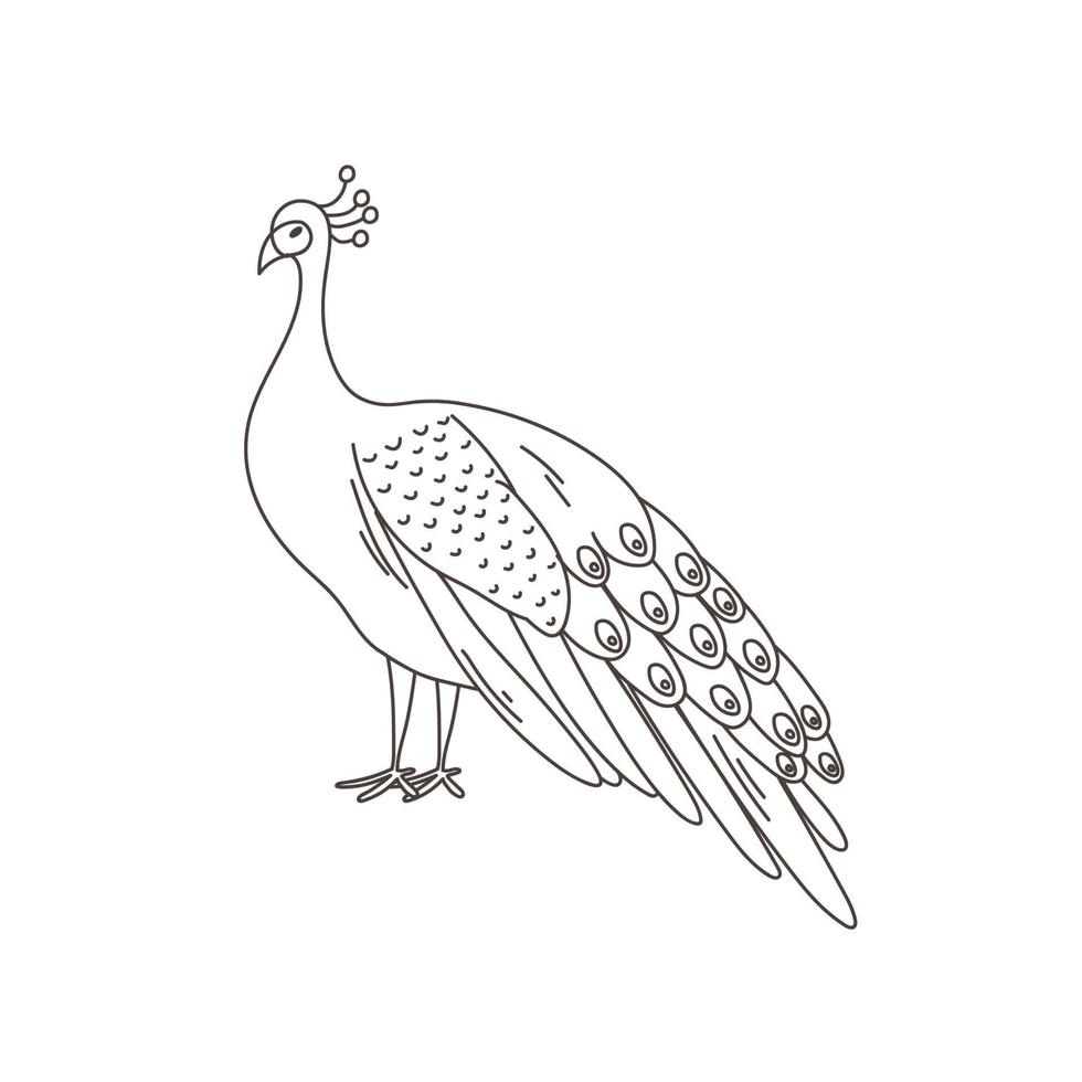 Peacock black outline contour, bird with big feather tail illustration vector