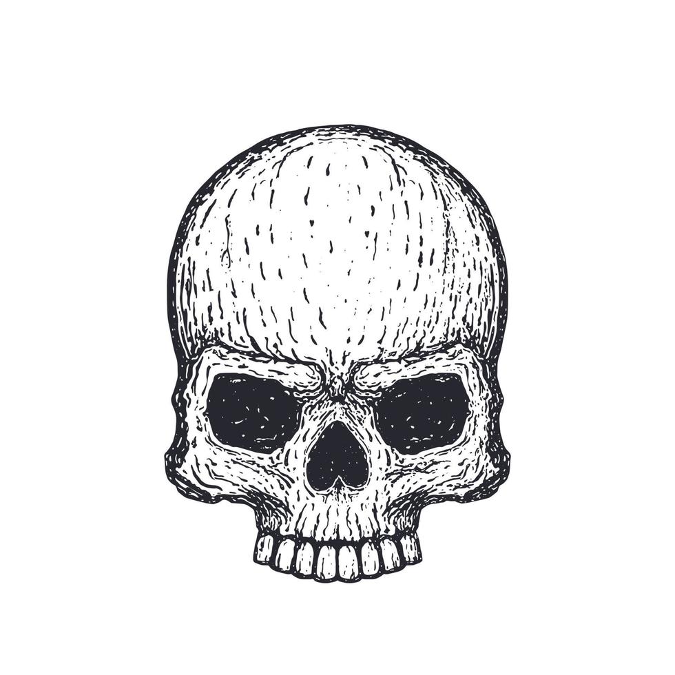 Human skull on white, hand drawn vector illustration