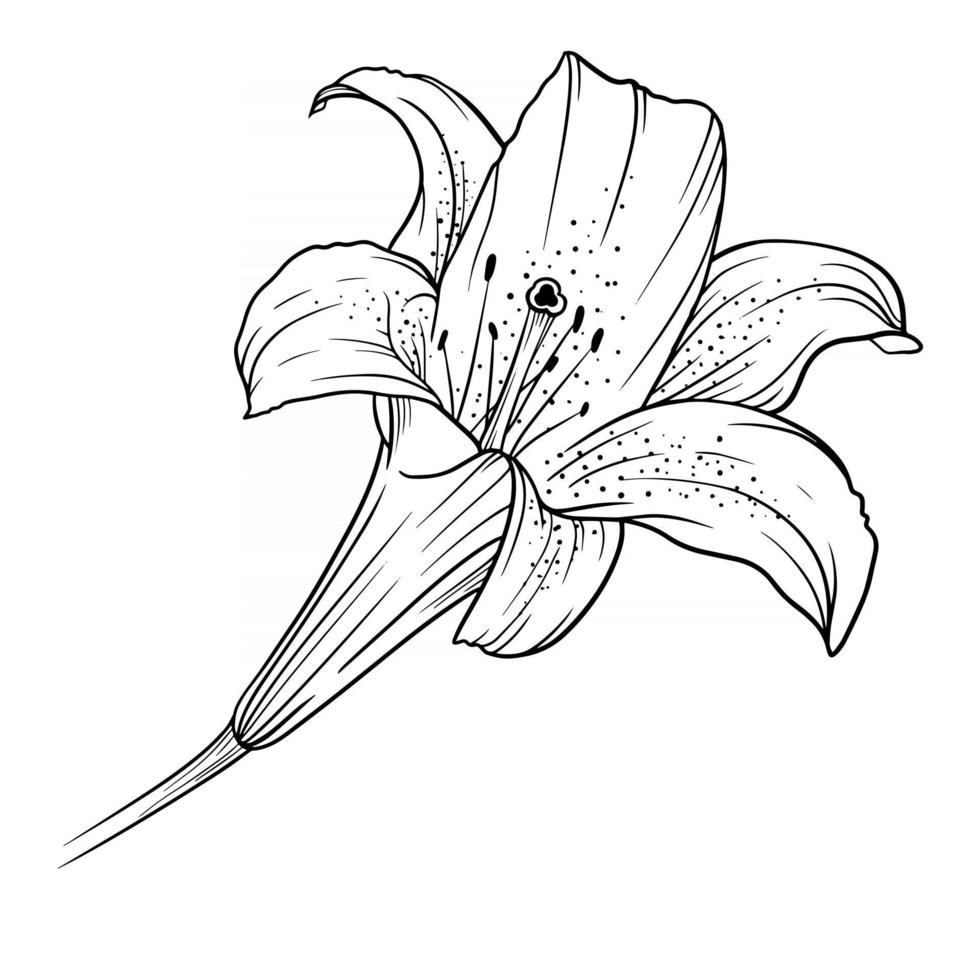 lirio flor contorno lirios arte lineal dibujo lineal vector