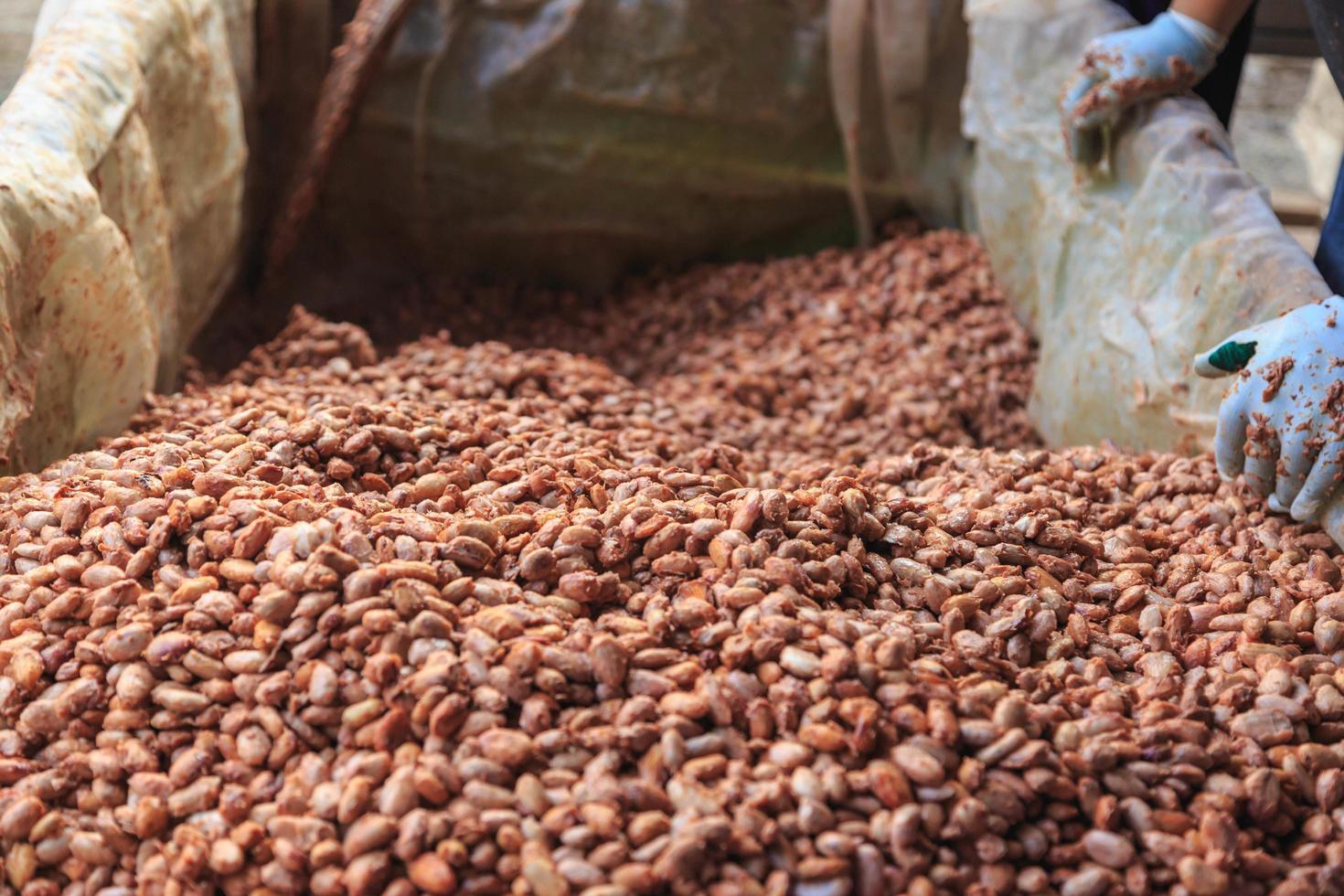 fermentar granos de cacao para hacer chocolate foto