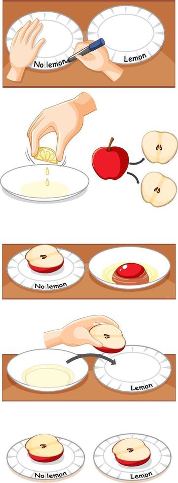 Apple oxidation science experiment vector