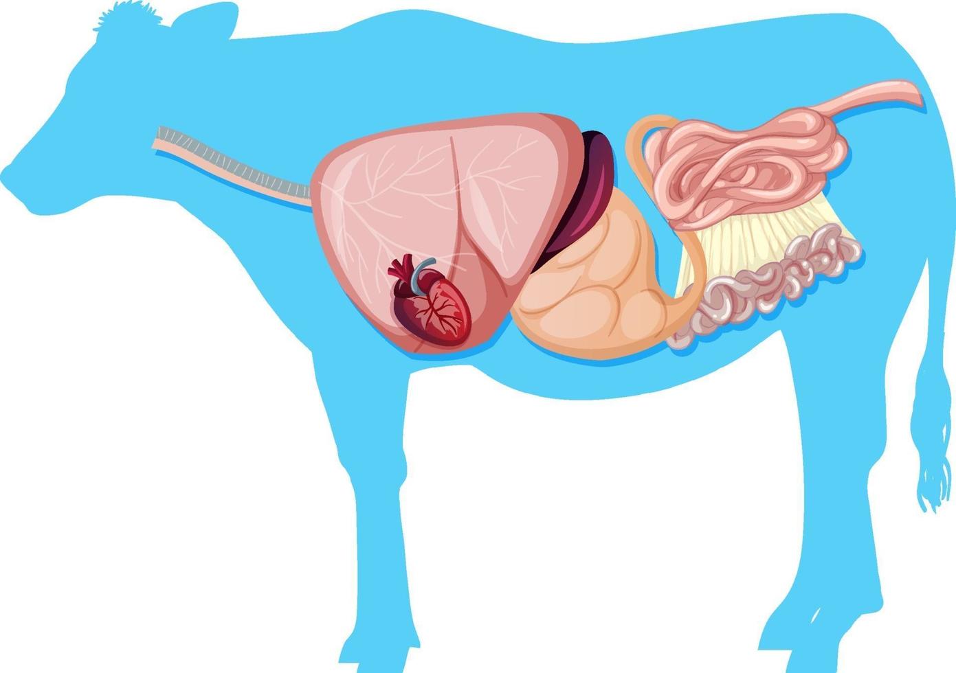 anatomía interna de la vaca con órganos vector