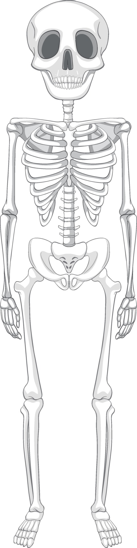 Skeleton Diagram Biology Diagrams