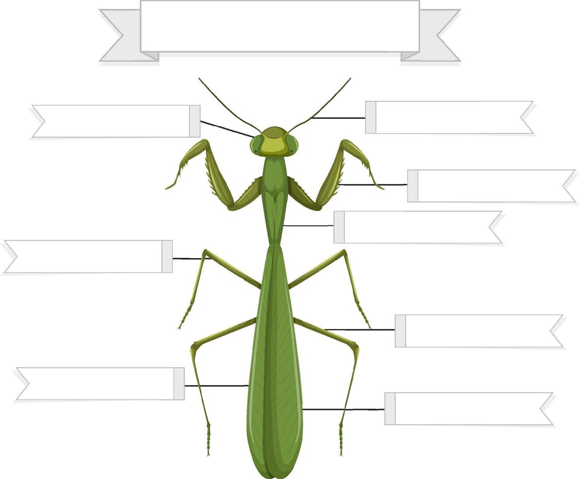 hoja de trabajo de anatomía externa de una mantis vector