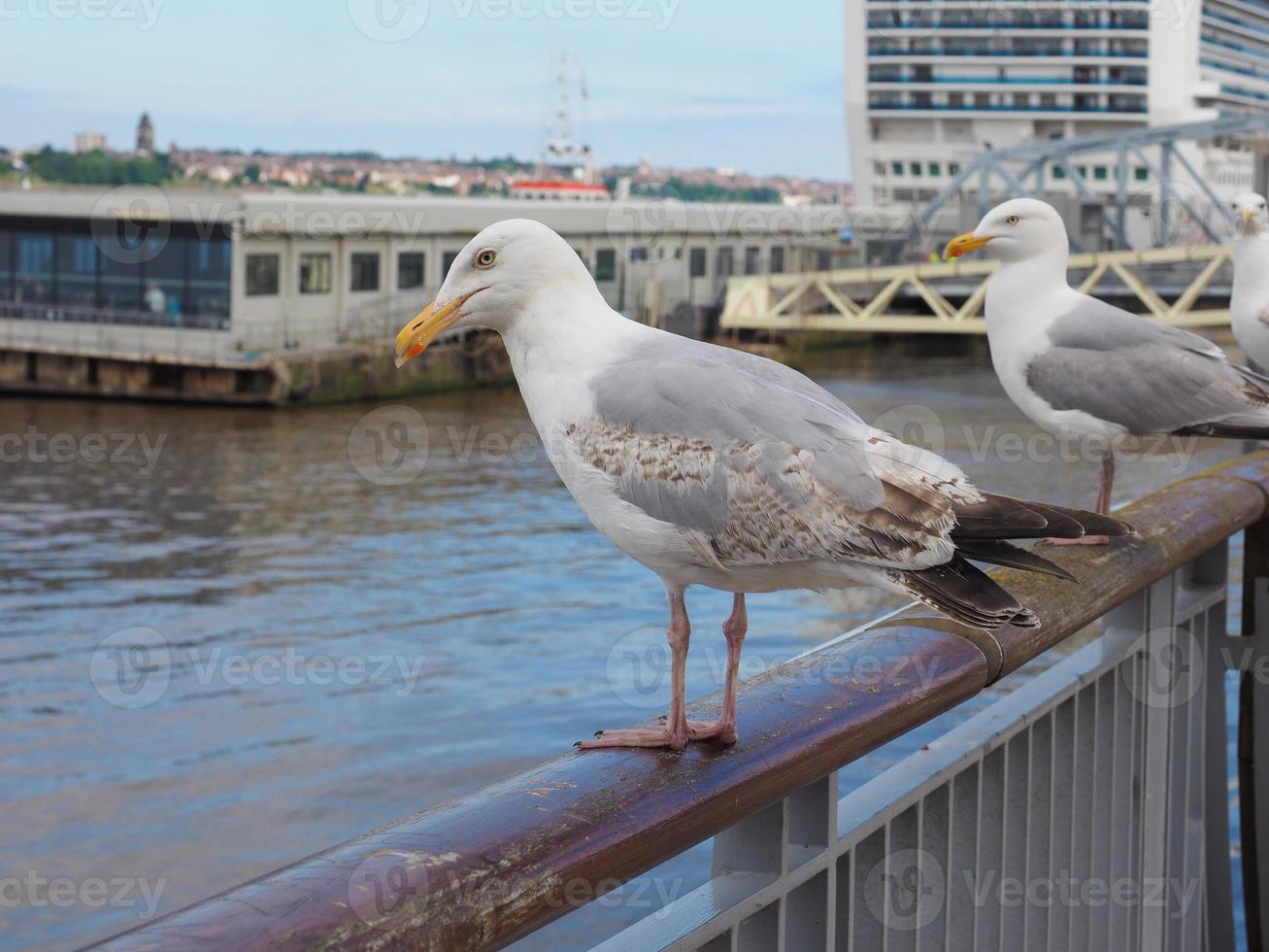 gaviota en el puerto foto