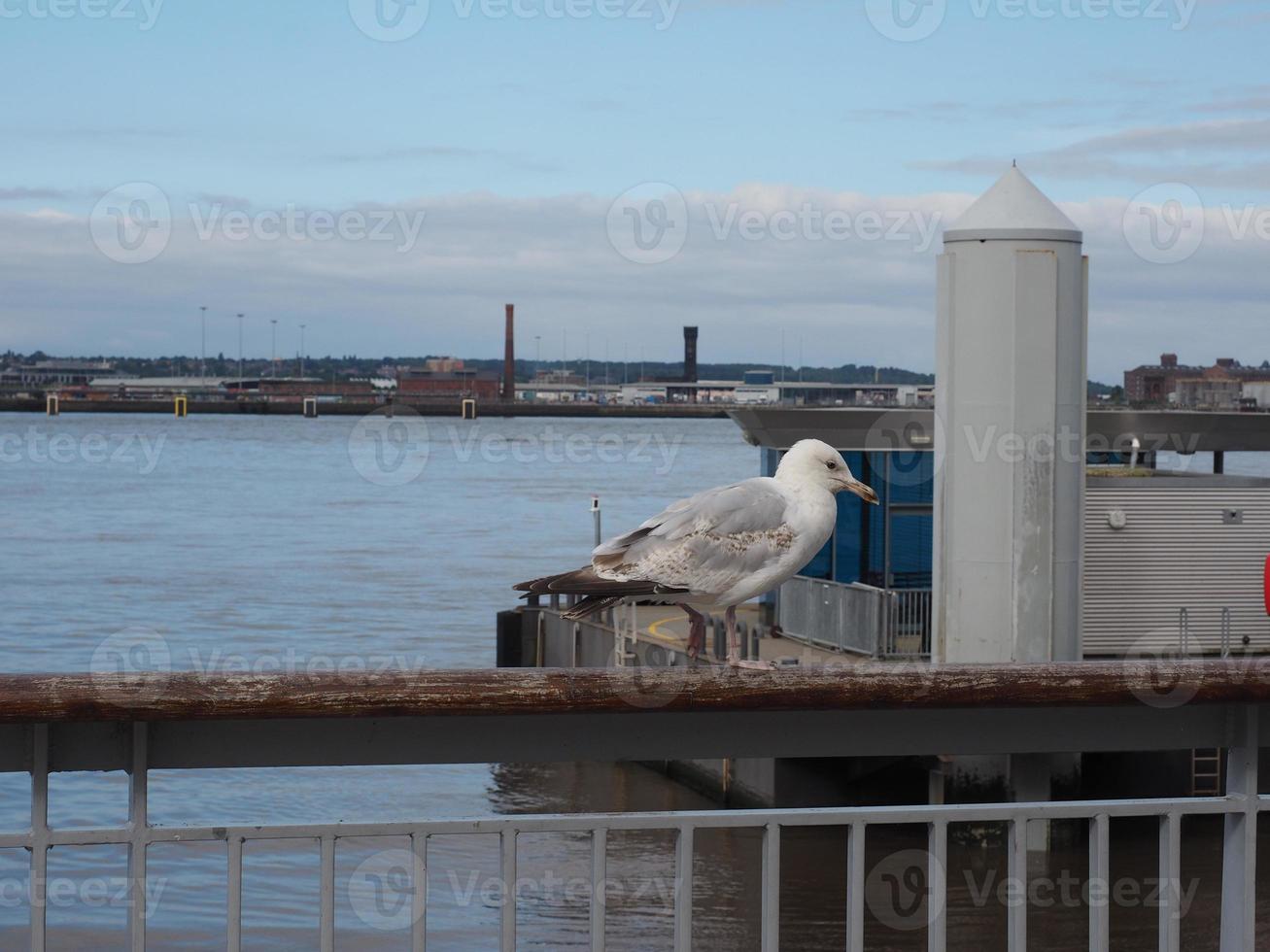 gaviota en el puerto foto