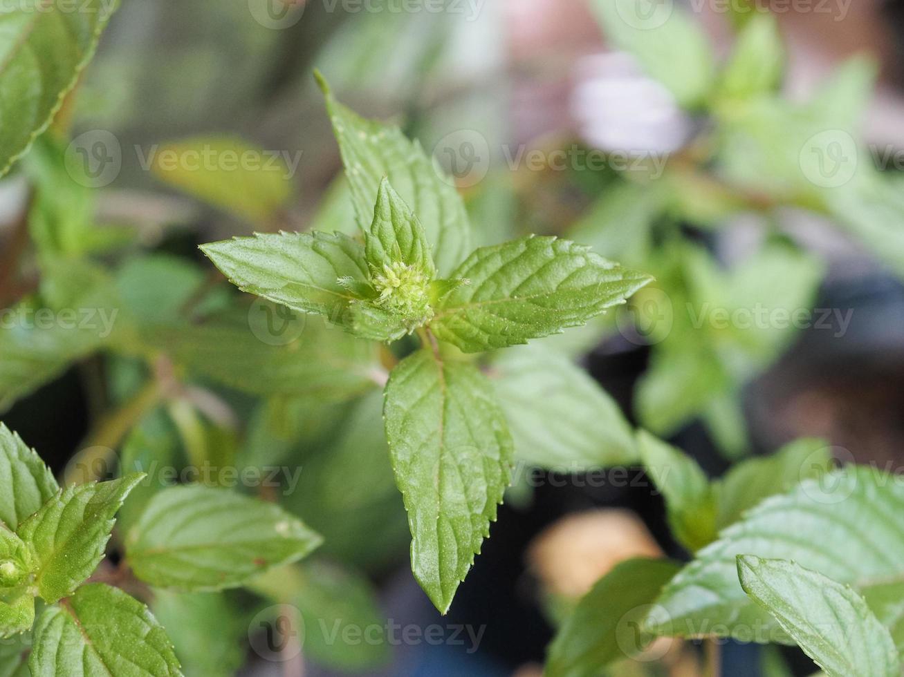 planta de menta menta piperita foto