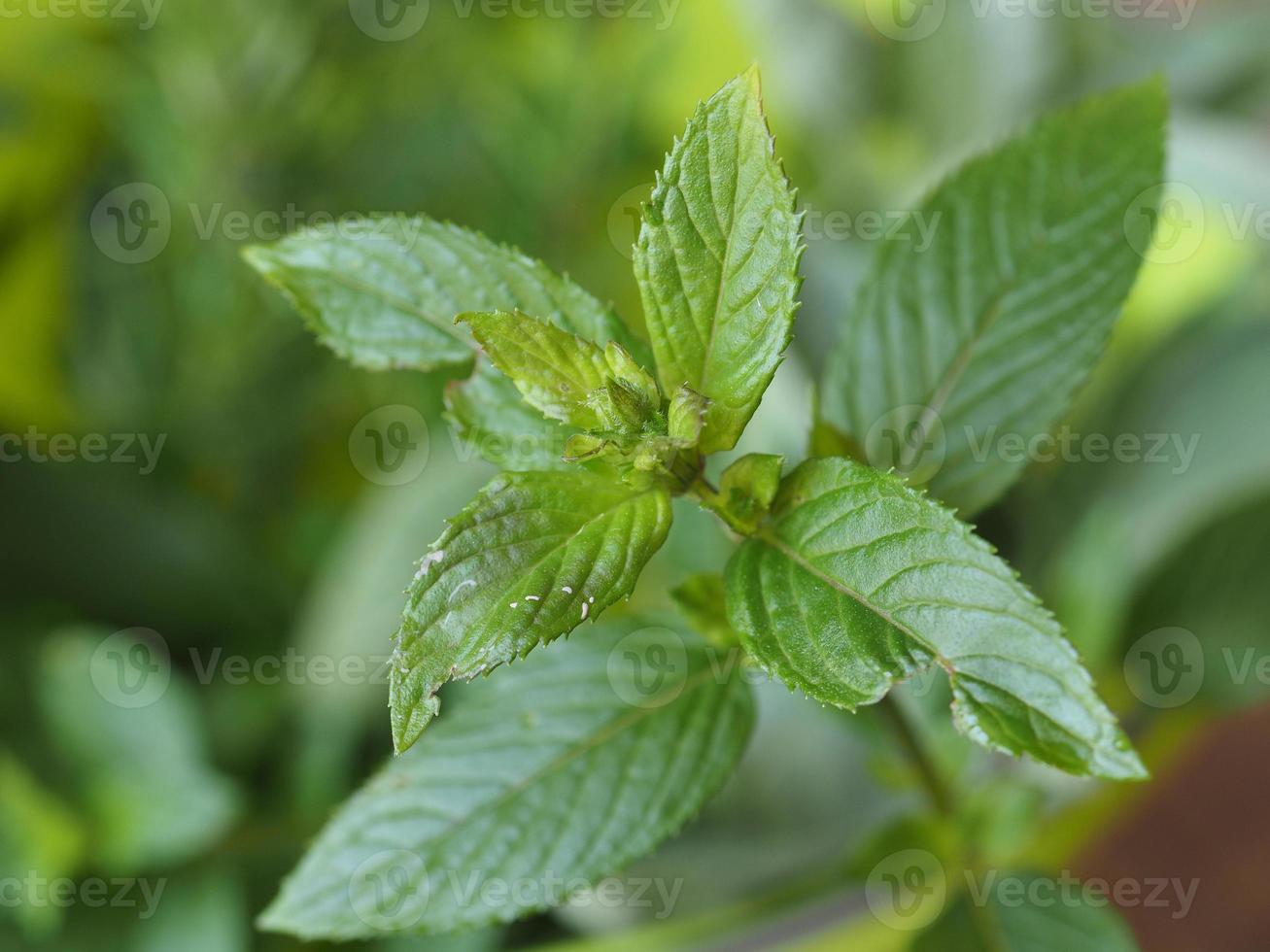 Peppermint Mentha piperita plant photo