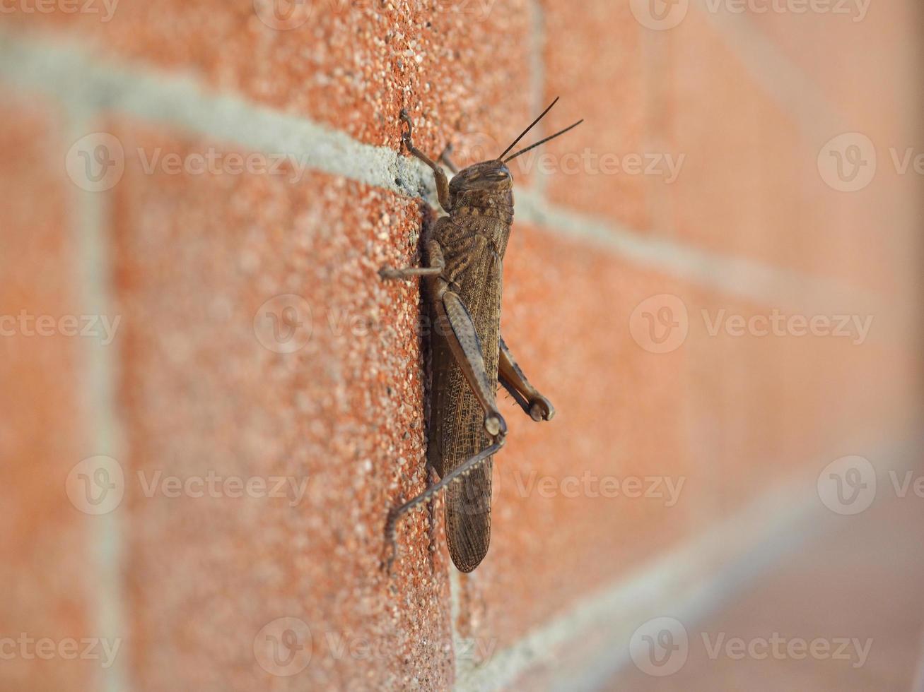 Grasshopper on a wall photo