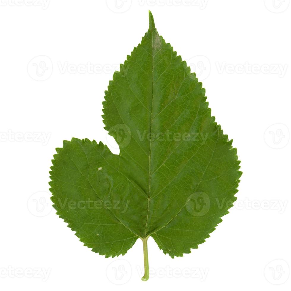 White mulberry tree leaf isolated over white photo