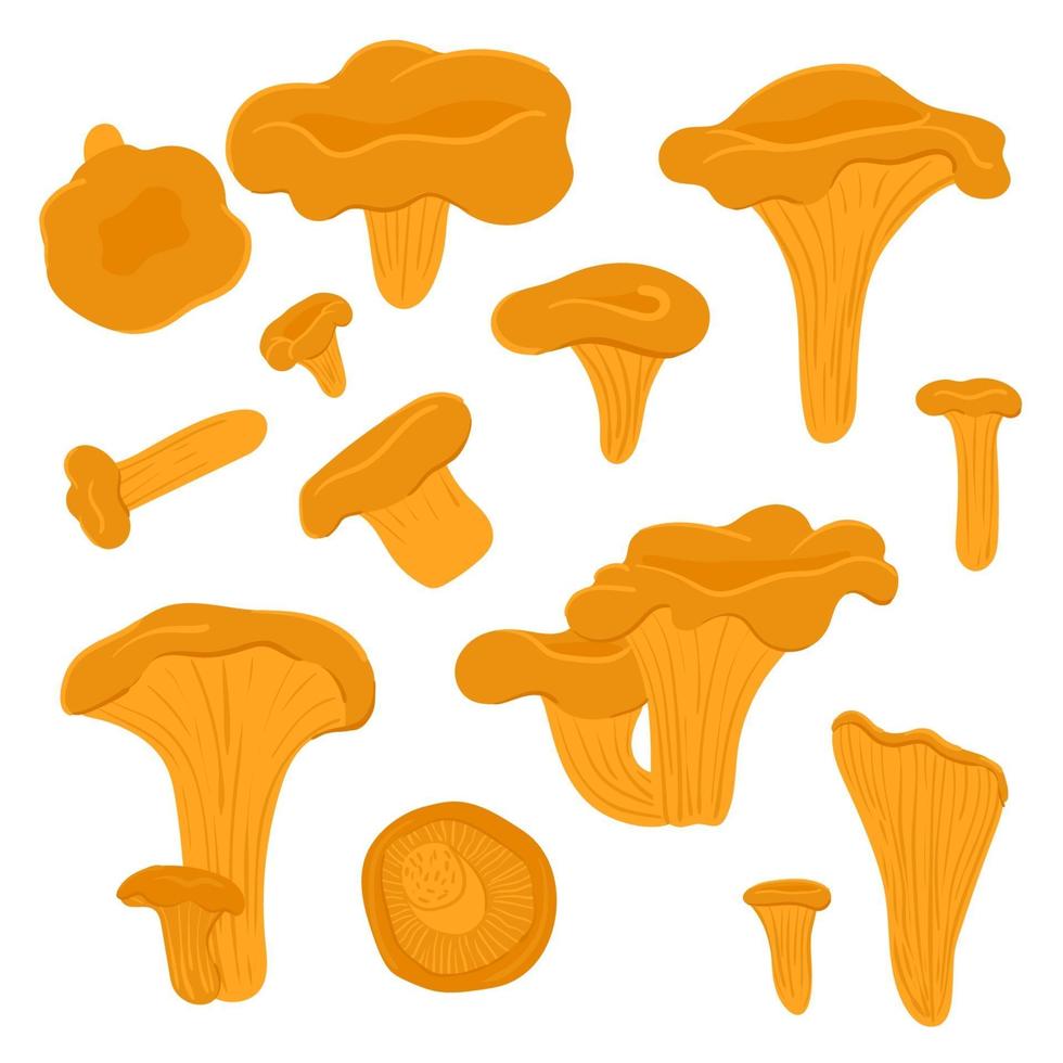 Set of hand-drawn yellow chanterelle mushrooms on an isolated vector