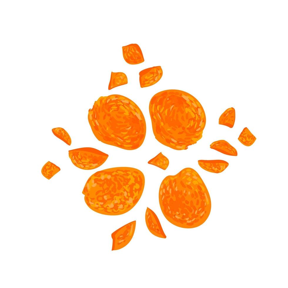 Colorful illustration of dried apricot isolated on white background vector