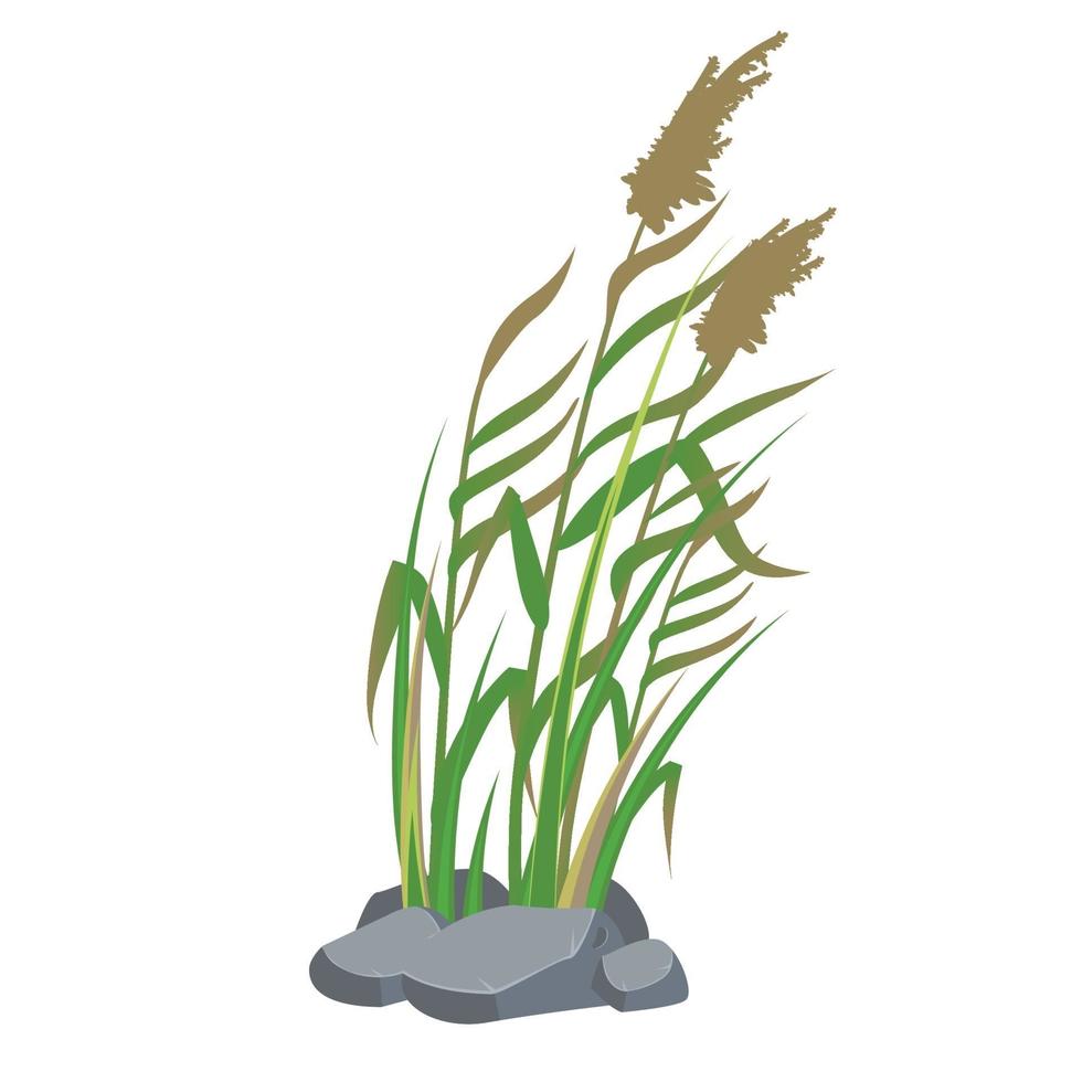 Cane and reeds in the green grass. Swamp and river plants. Vector