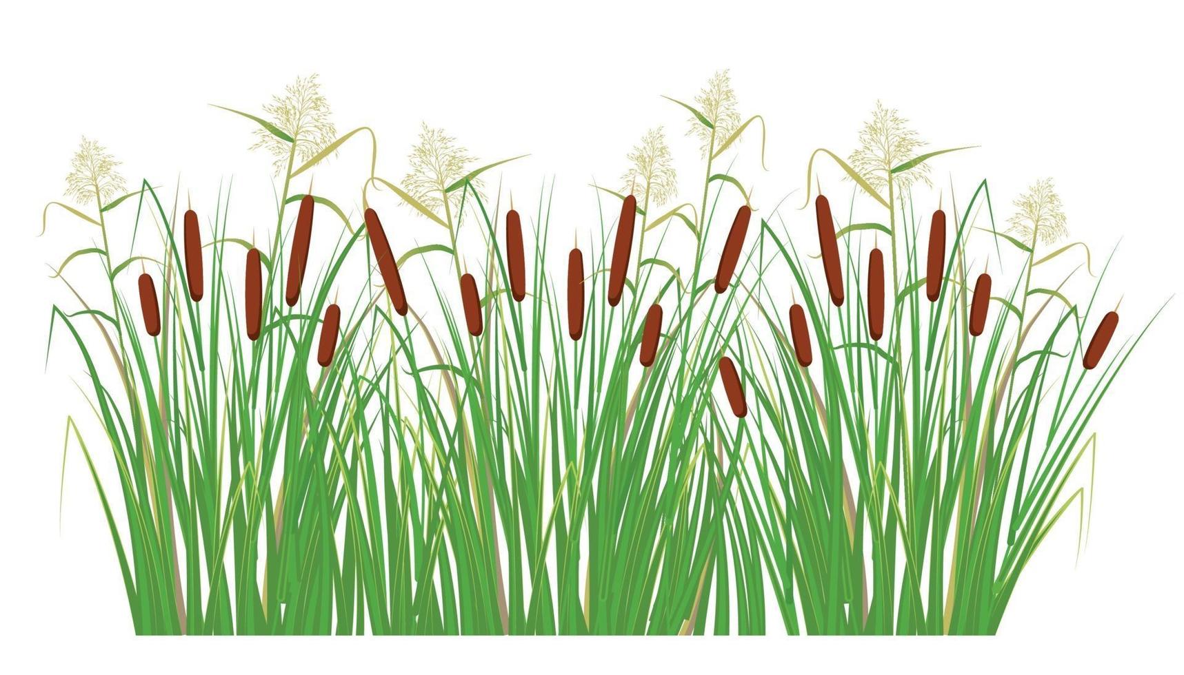 Cane and reeds in the green grass. Swamp and river plants. Vector