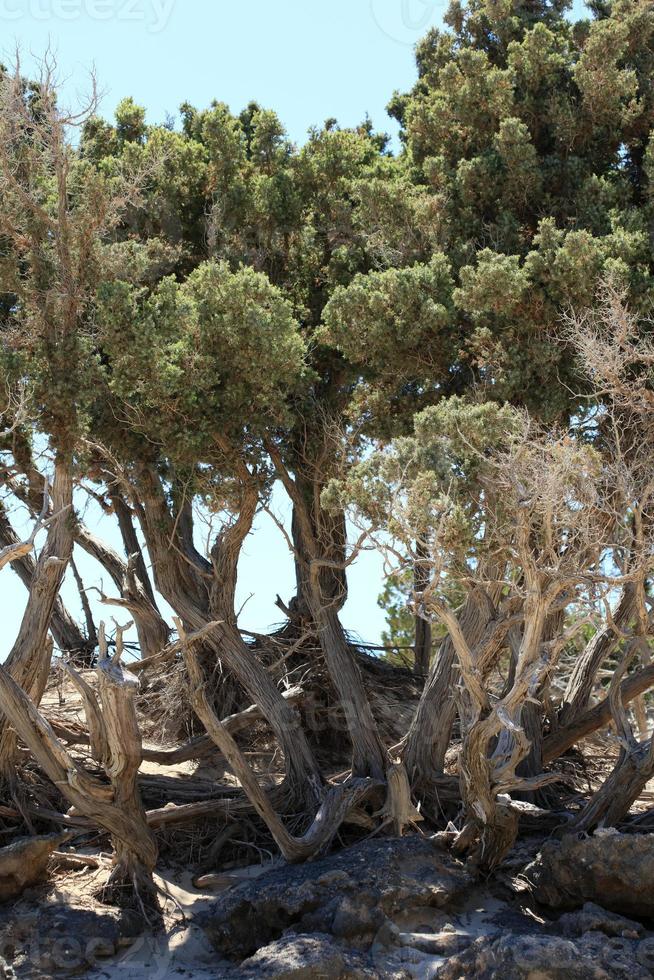 Kedrodasos beach crete island greece blue lagoon crystal waters corals photo