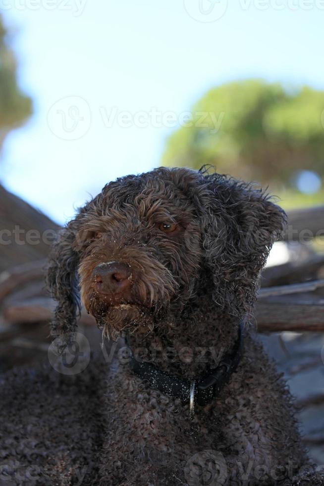 Retrato de perro marrón macro lagotto romagnolo truffle hunter Creta Grecia foto