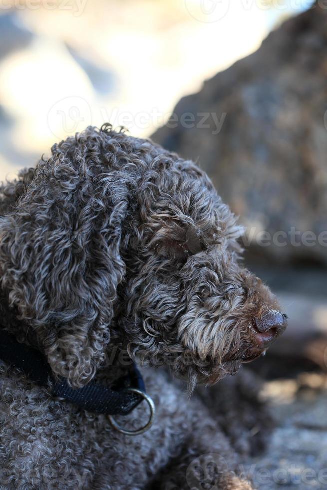 Retrato de perro marrón macro lagotto romagnolo truffle hunter Creta Grecia foto