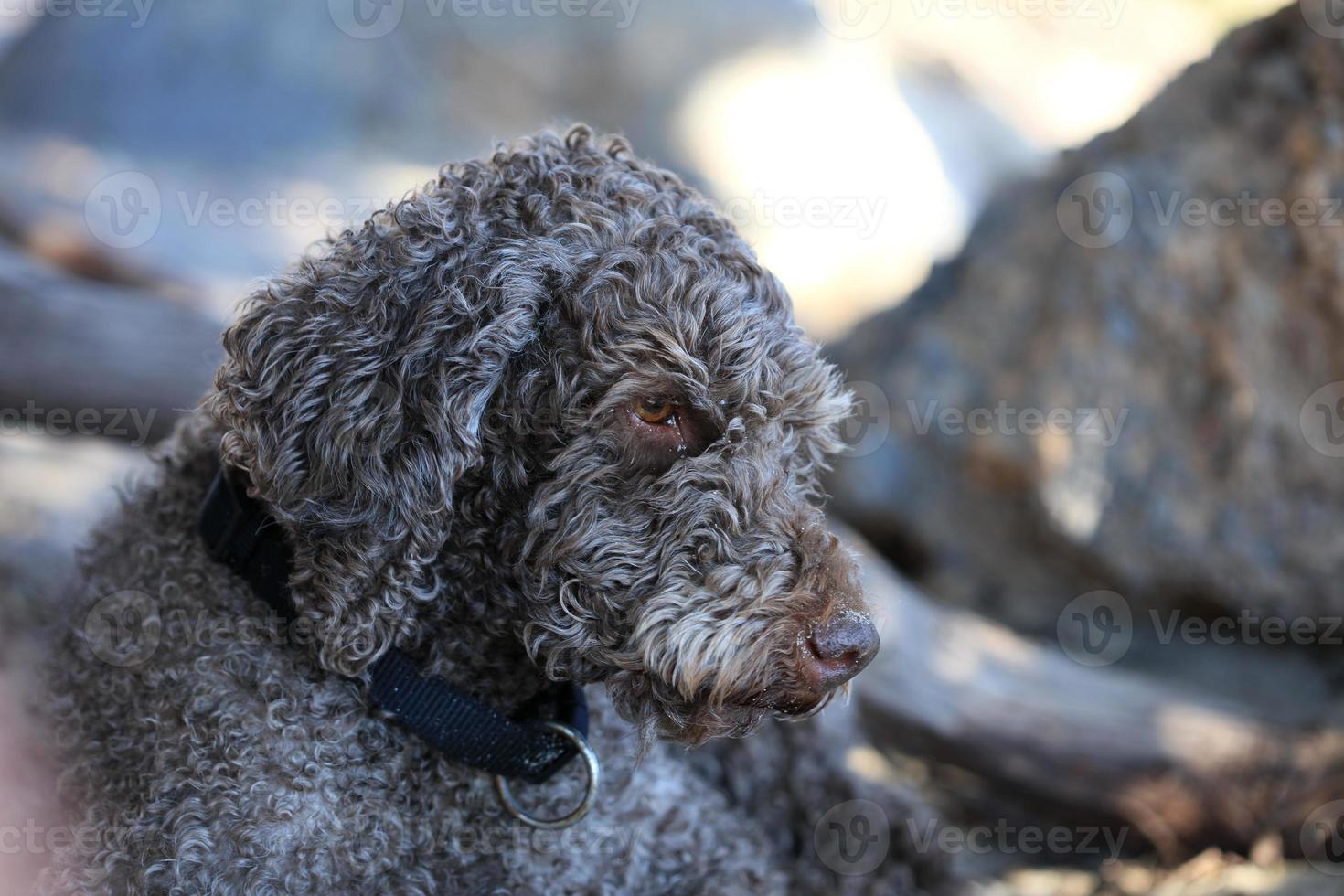 Brown dog portrait macro lagotto romagnolo truffle hunter crete greece photo