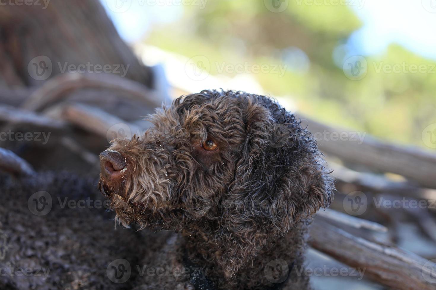 Brown dog portrait macro lagotto romagnolo truffle hunter crete greece photo