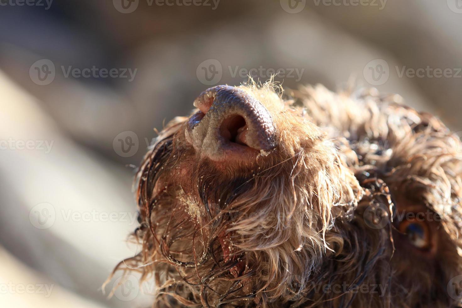 Retrato de perro marrón macro lagotto romagnolo truffle hunter Creta Grecia foto