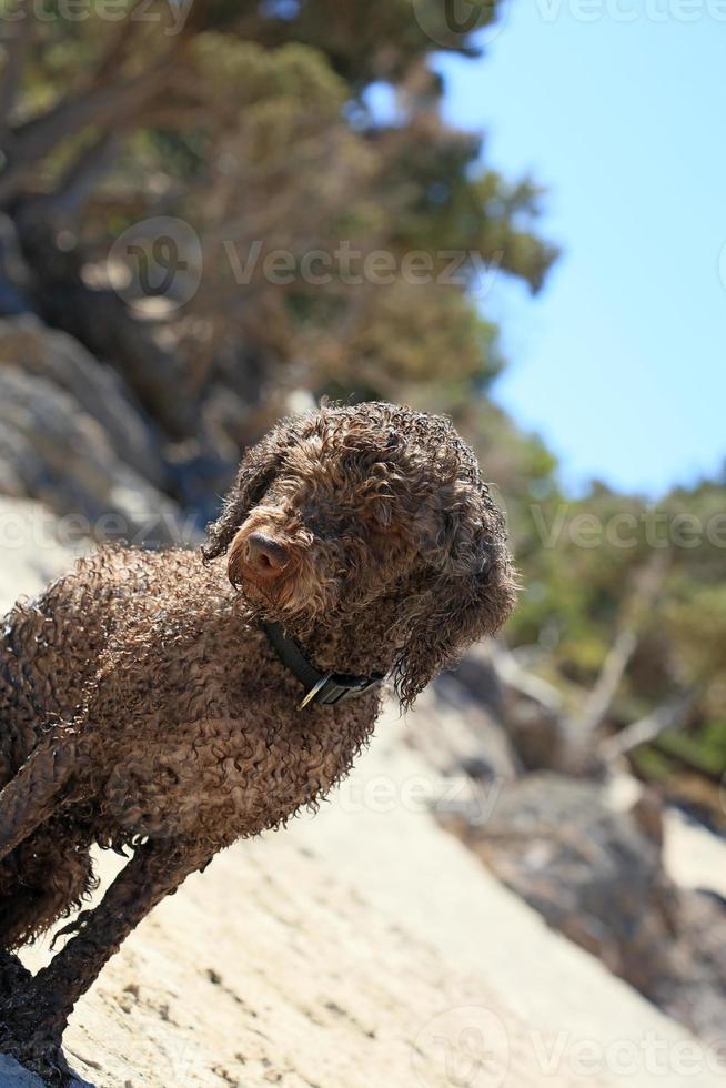 Brown dog portrait macro lagotto romagnolo truffle hunter crete greece photo