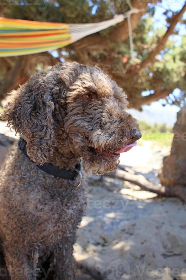 Brown dog portrait macro lagotto romagnolo truffle hunter crete greece photo