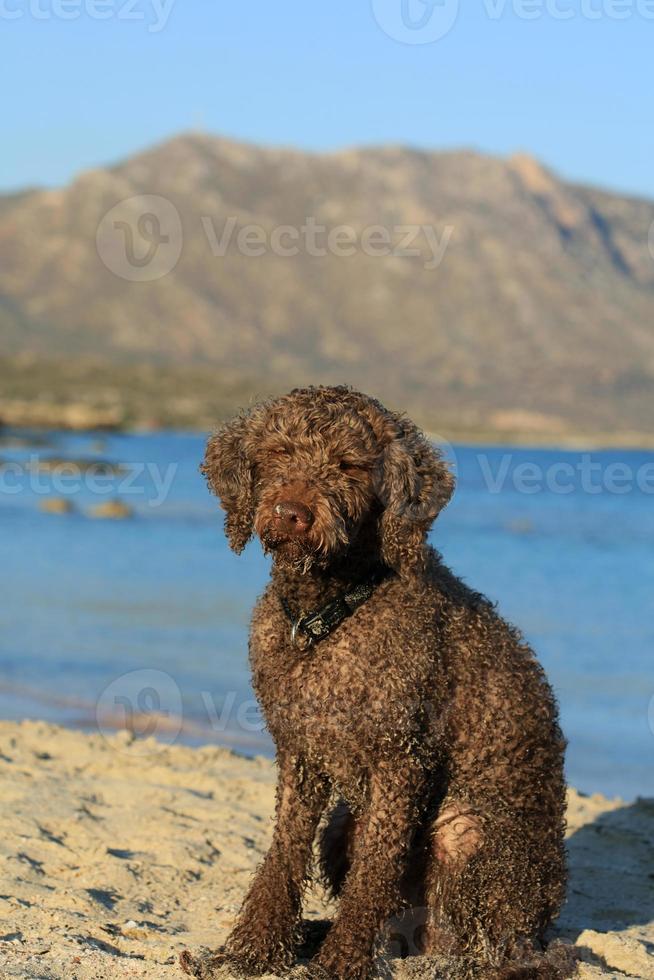 Retrato de perro marrón macro lagotto romagnolo truffle hunter Creta Grecia foto