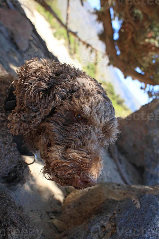 Brown dog portrait macro lagotto romagnolo truffle hunter crete greece photo