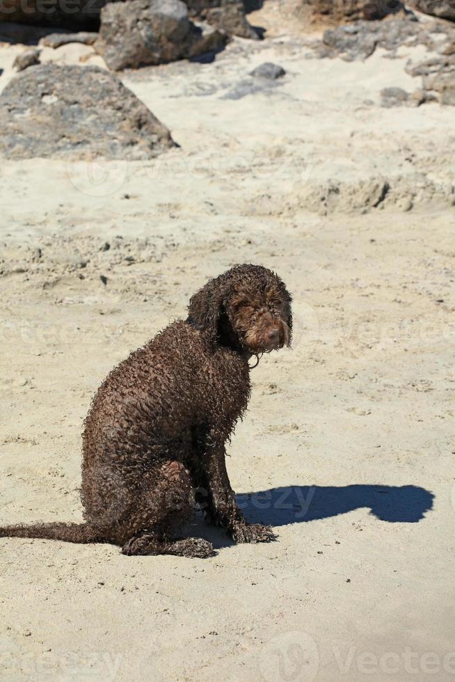 Retrato de perro marrón macro lagotto romagnolo truffle hunter Creta Grecia foto