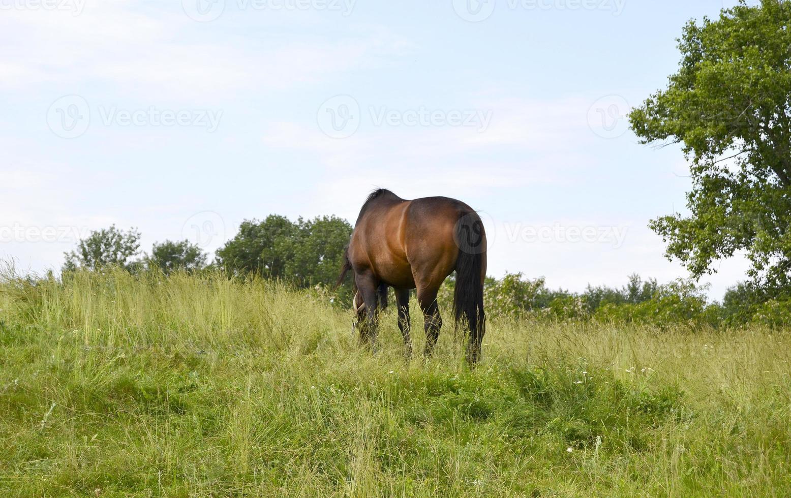 Beautiful wild brown horse stallion on summer flower meadow photo