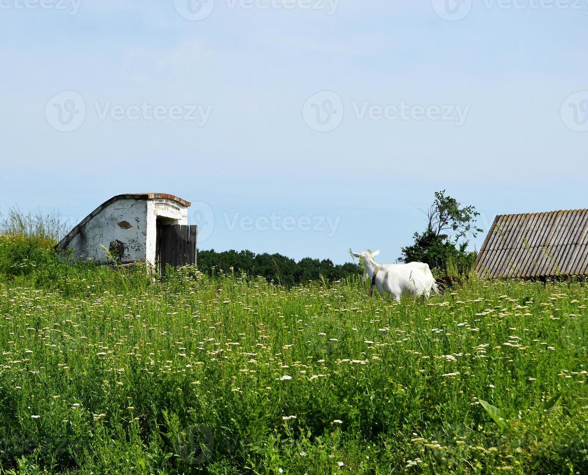 Cabra pequeña blanca con cuernos mirando en la hierba verde foto