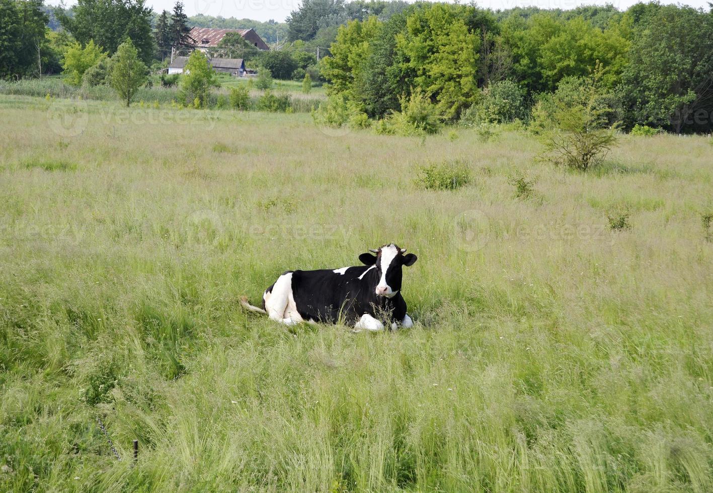 beautiful big milk cow grazes on green meadow photo