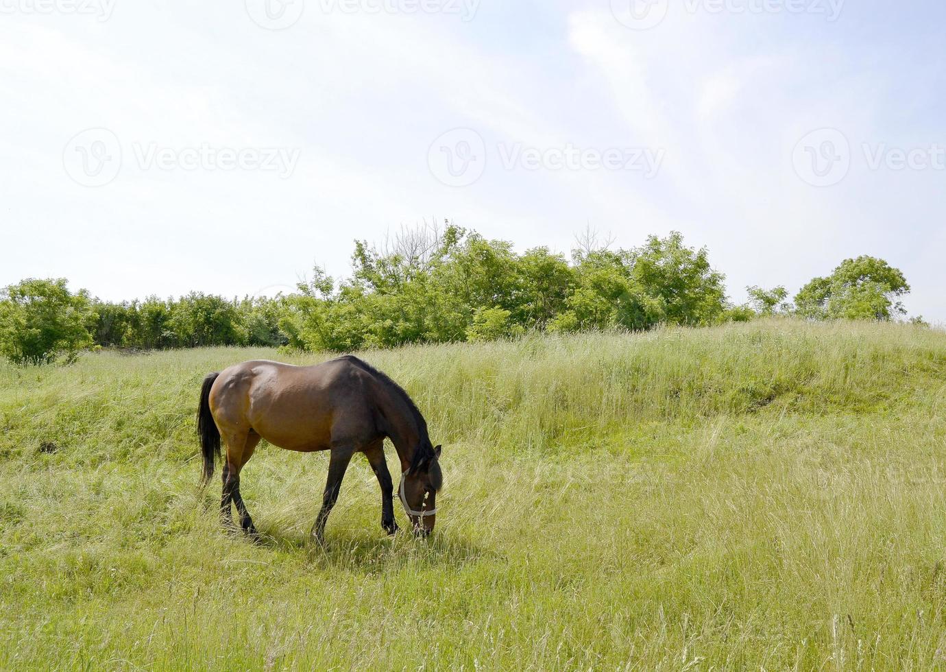 Hermoso semental de caballo marrón salvaje en la pradera de flores de verano foto