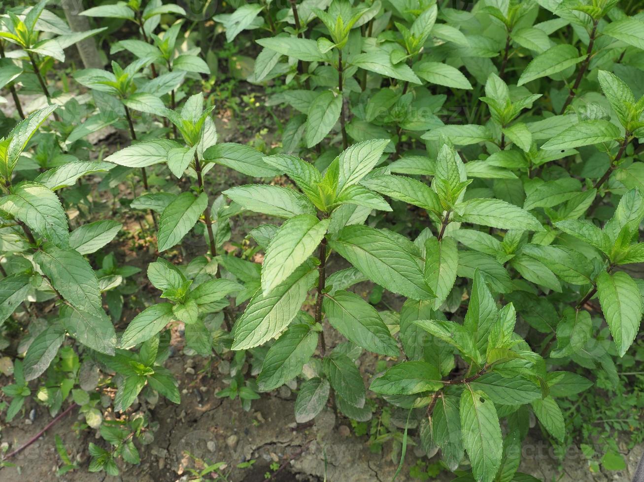 planta de menta, mentha piperita foto