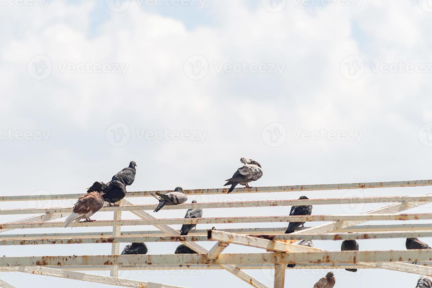 Pigeons sitting on a railing photo