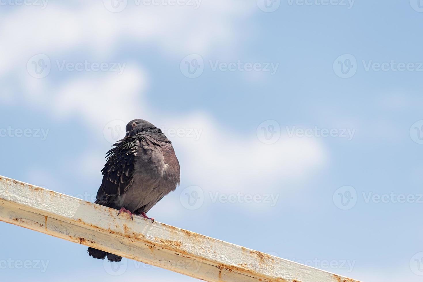 Pigeons sitting on a railing photo