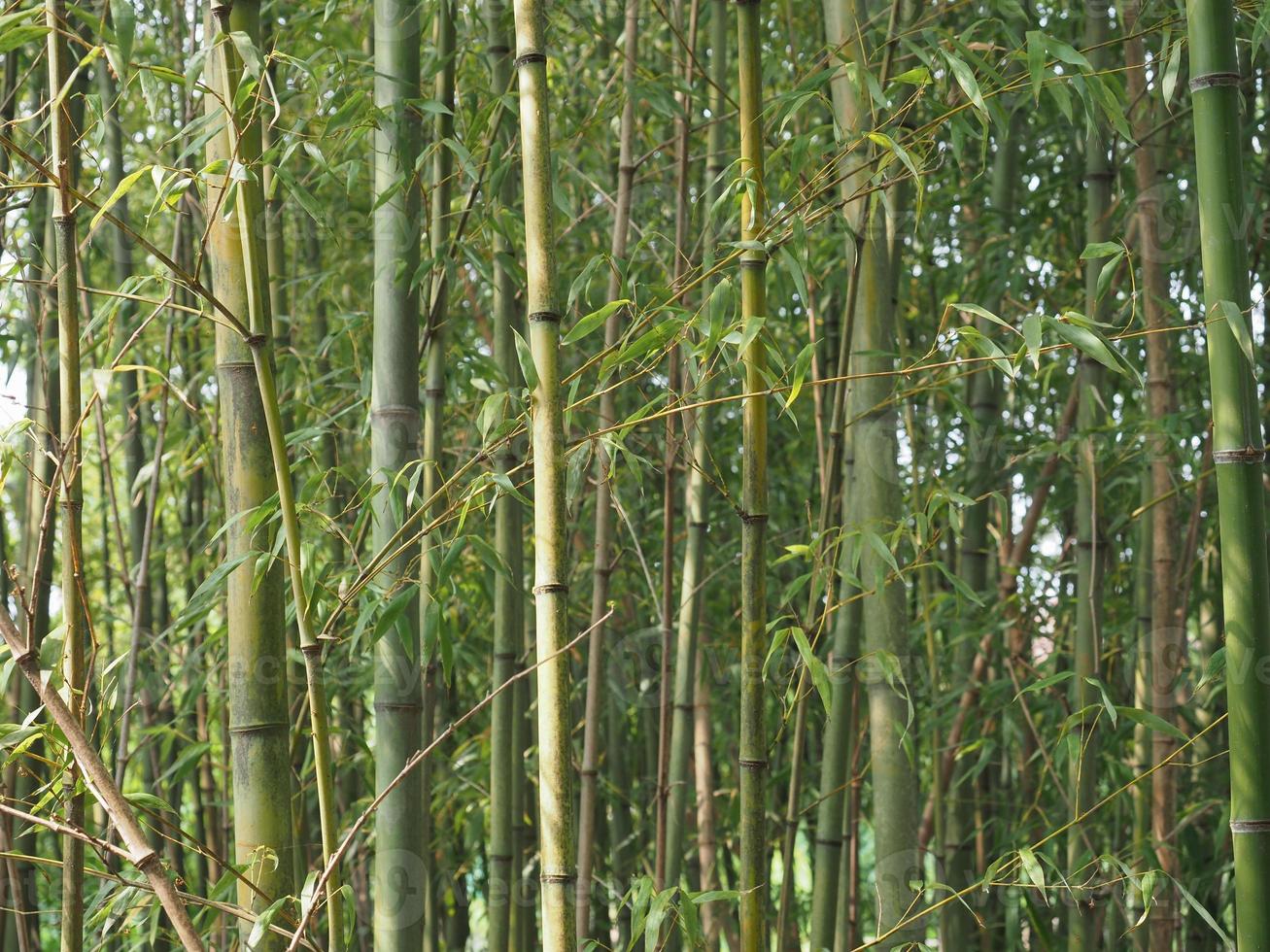 fondo de arbol de bambu foto