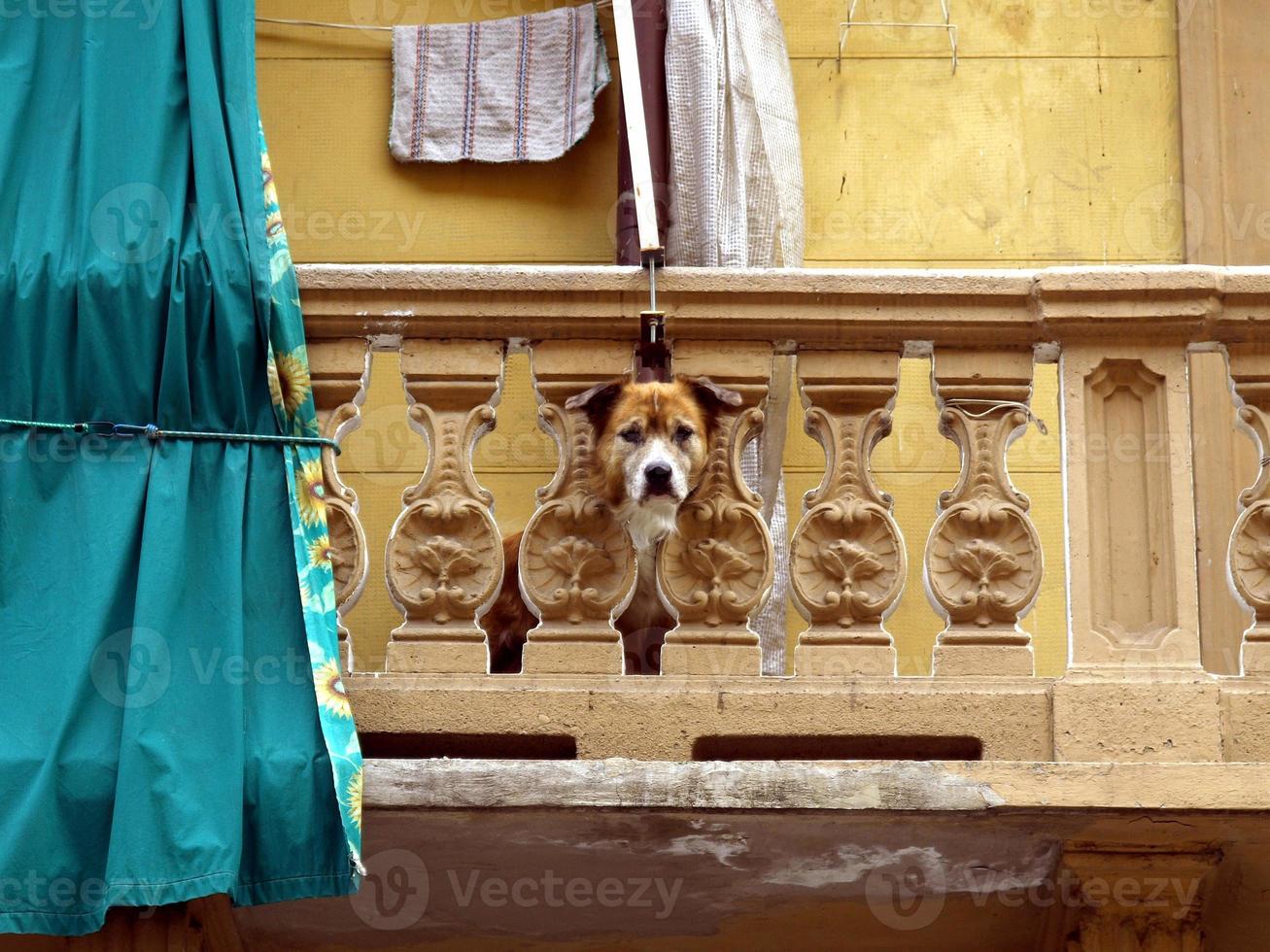 perro mirando desde el balcón foto