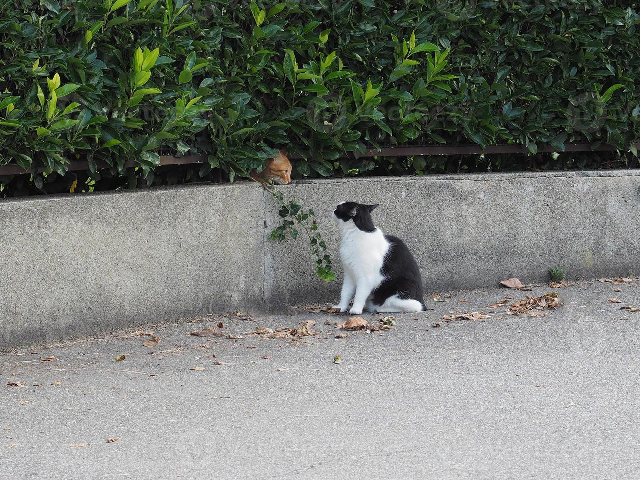 dos gatos atigrados, uno naranja y otro blanco y negro foto